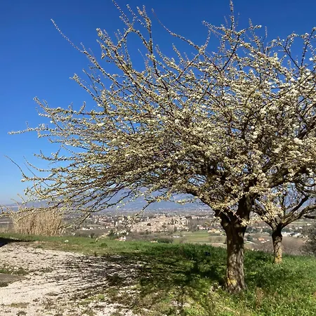 Sweetest Wish Вилла